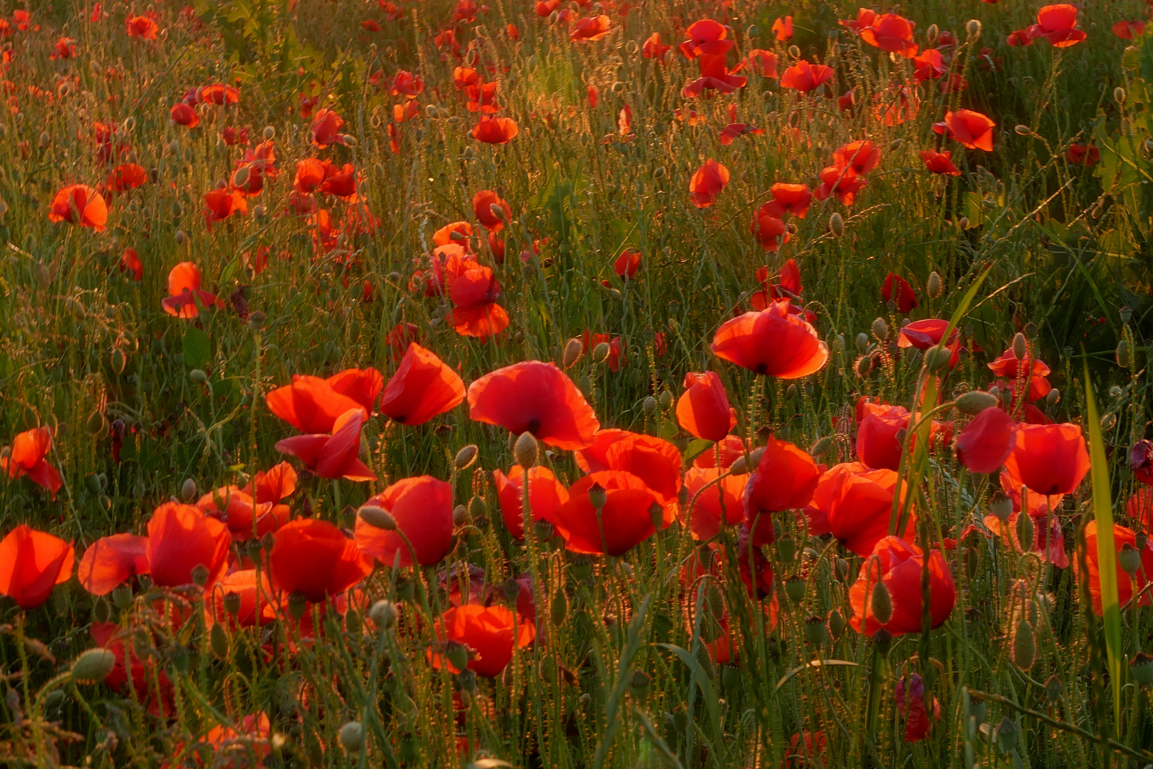 Roter Mohn 