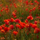 Roter Mohn 