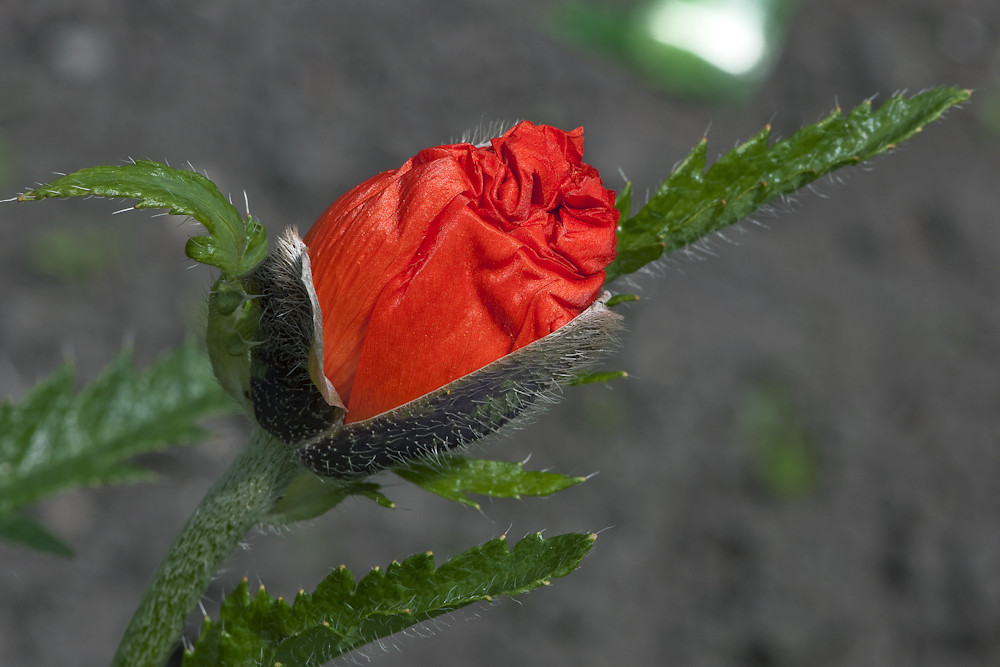 roter Mohn