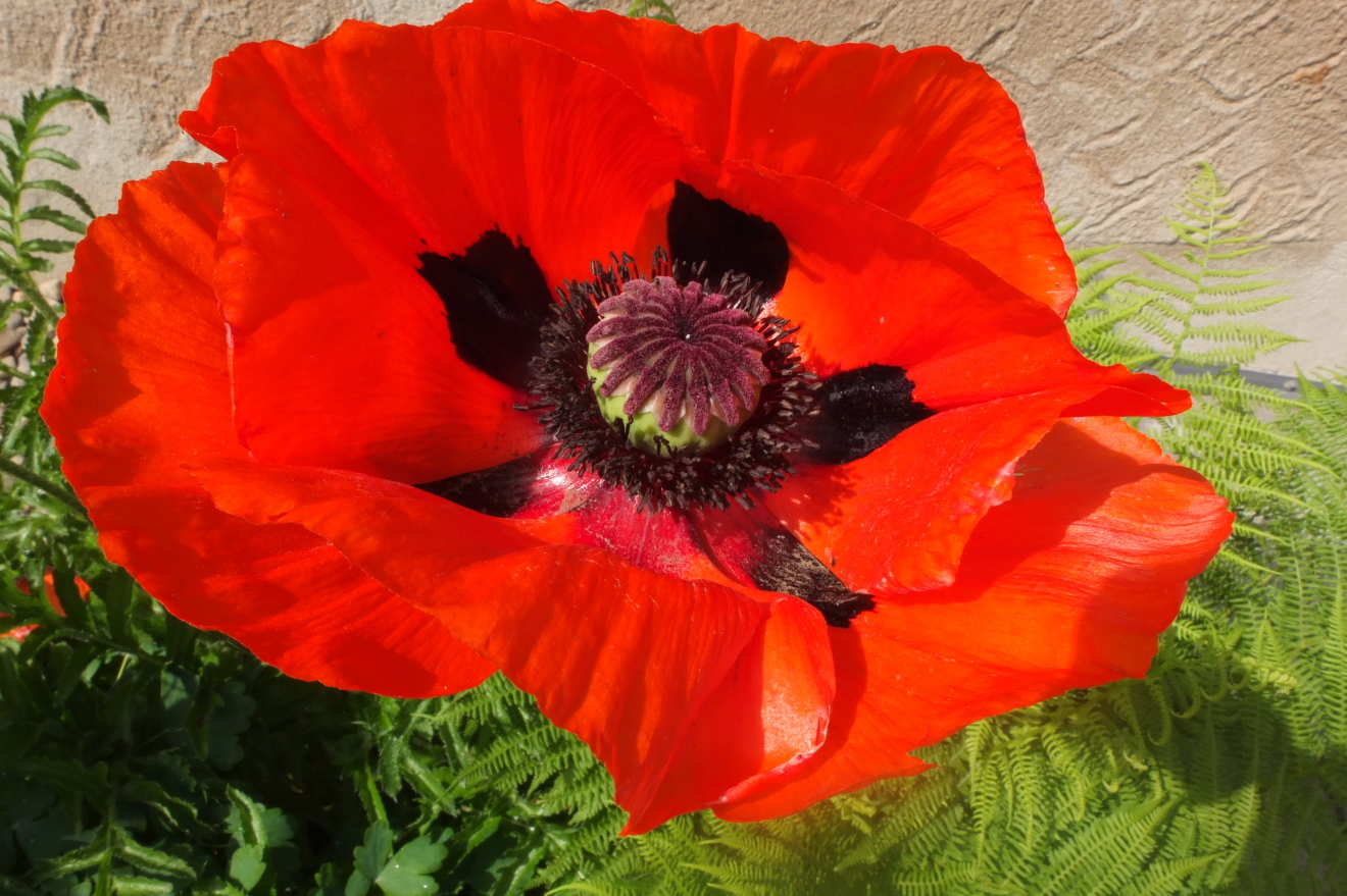 Roter Mohn