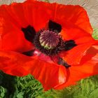 Roter Mohn