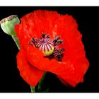 roter Mohn