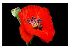 roter Mohn