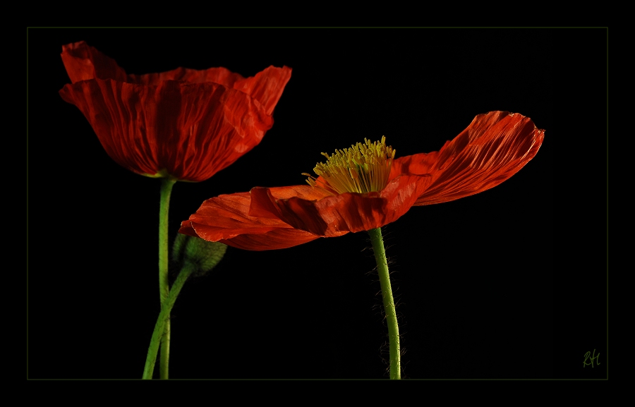 Roter Mohn