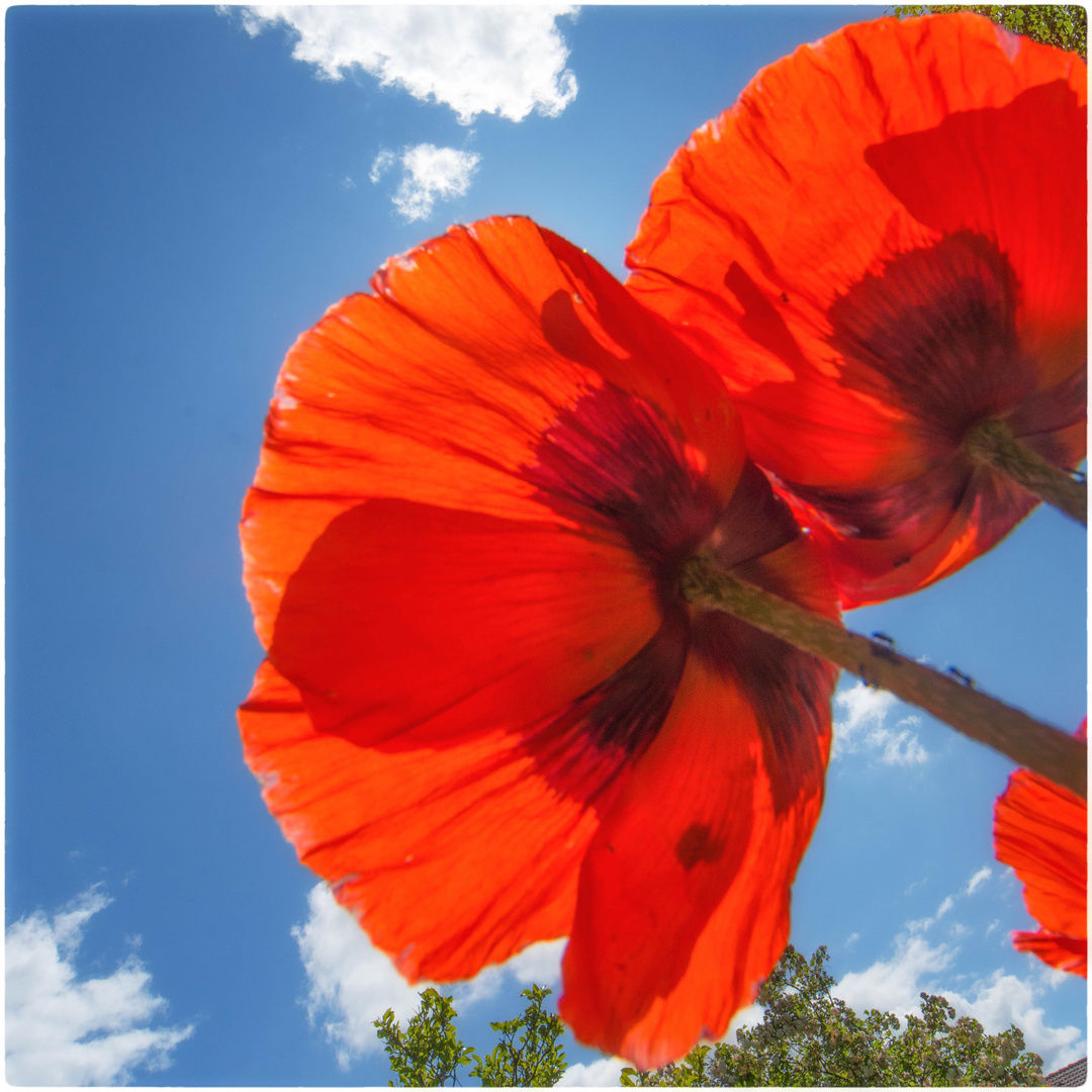 Roter Mohn