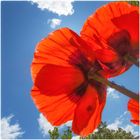 Roter Mohn