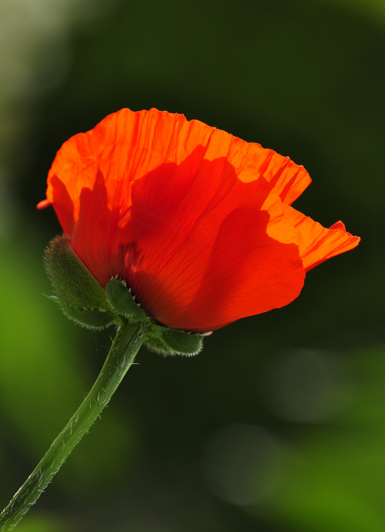 roter Mohn