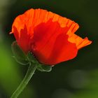 roter Mohn