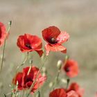 Roter Mohn