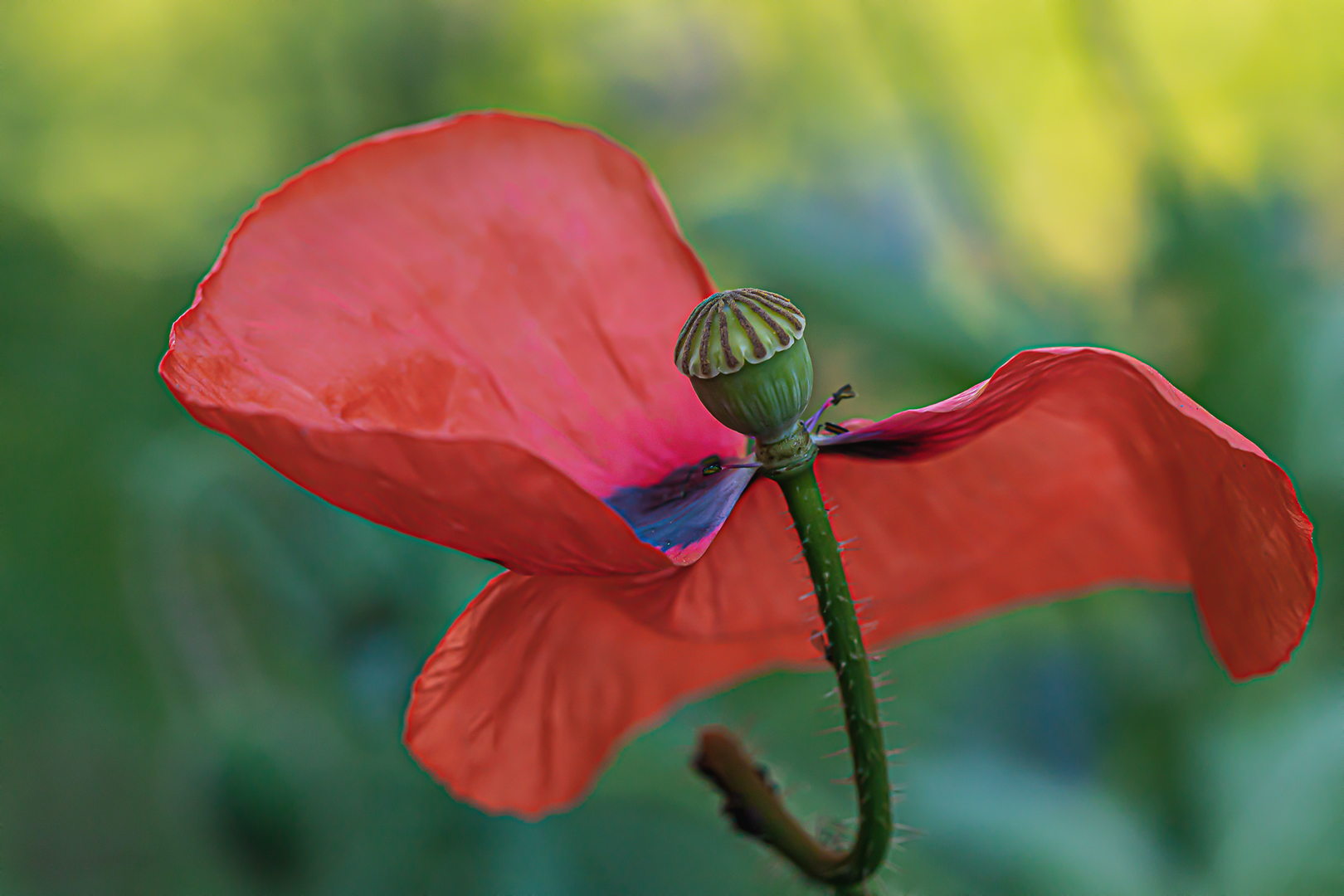 roter Mohn