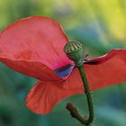 roter Mohn