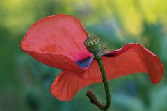 roter Mohn