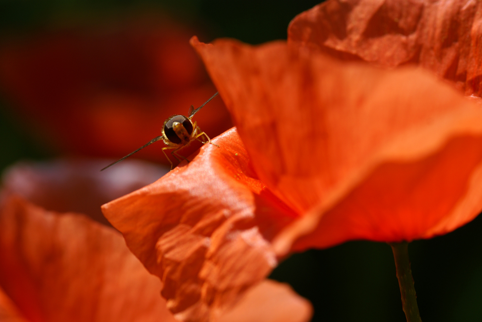 Roter Mohn