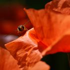 Roter Mohn