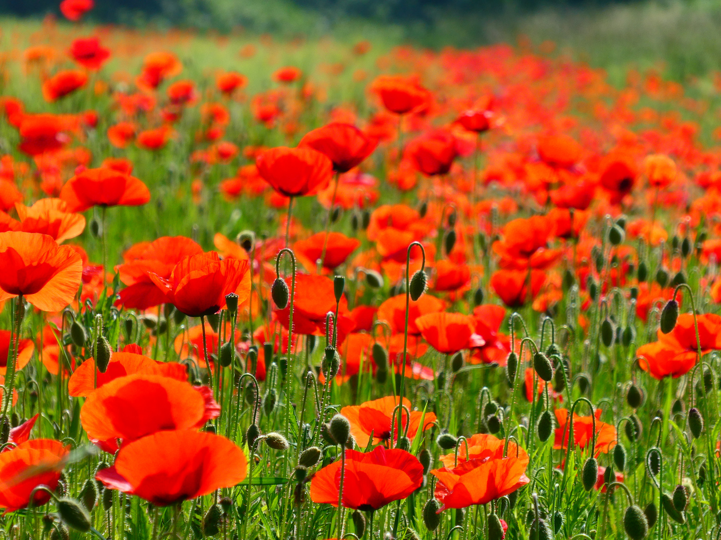  Roter Mohn 