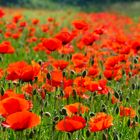  Roter Mohn 