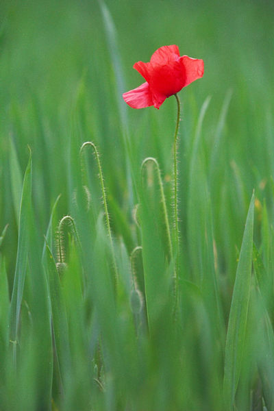 roter Mohn