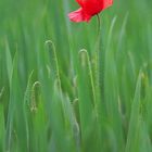 roter Mohn