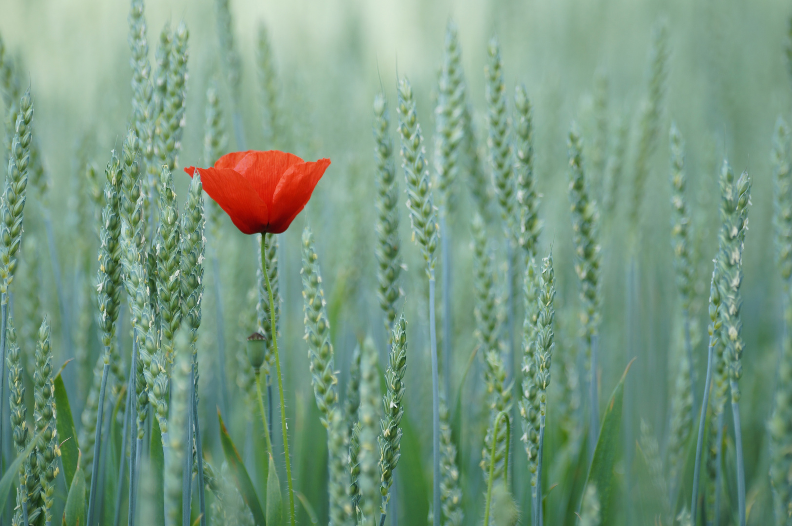 Roter Mohn