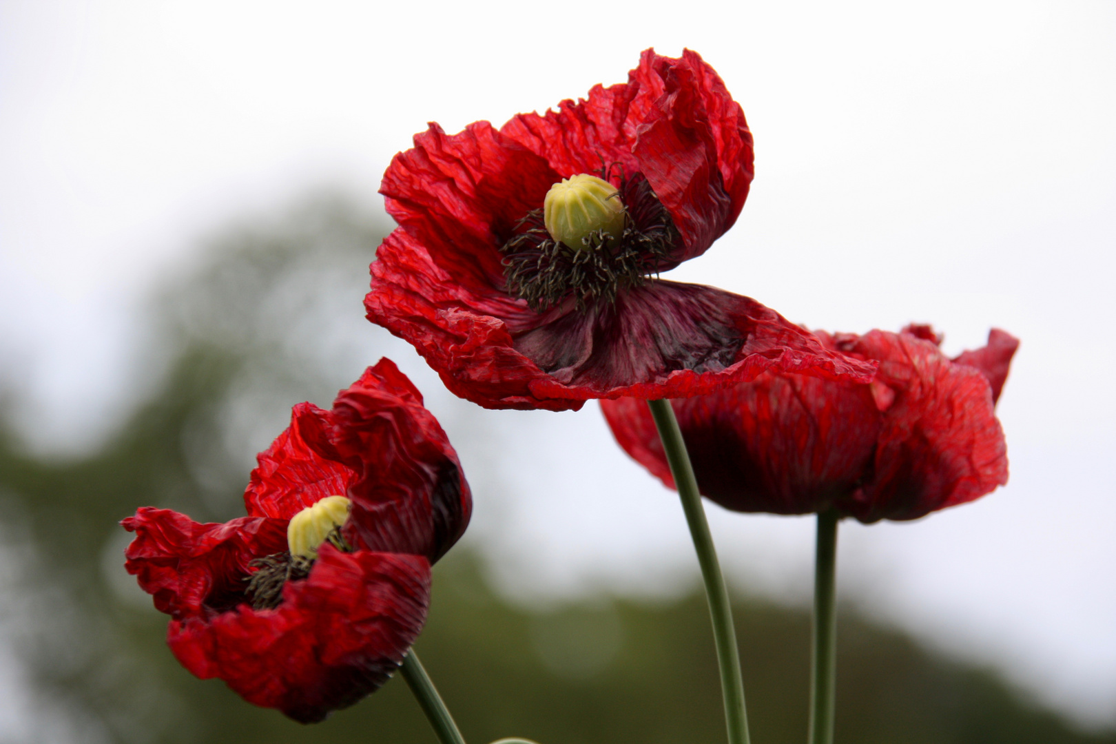 Roter Mohn / Alai