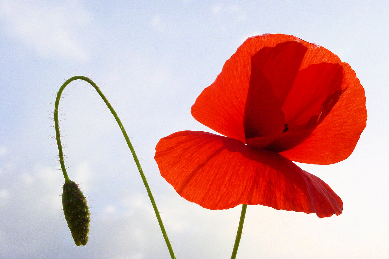 Roter Mohn als Mittwochsblümchen - jung und alt