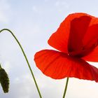 Roter Mohn als Mittwochsblümchen - jung und alt