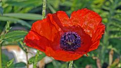 Roter Mohn am frühen Morgen am 10. Juni vor drei Wochen...