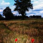 Roter Mohn am Wegesrand