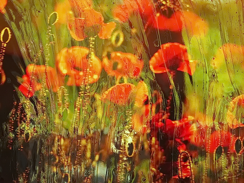 Roter Mohn art photo