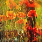 Roter Mohn art photo