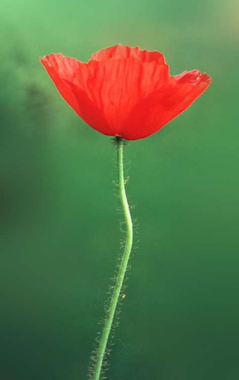 Roter Mohn