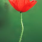 Roter Mohn