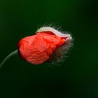 Roter Mohn...