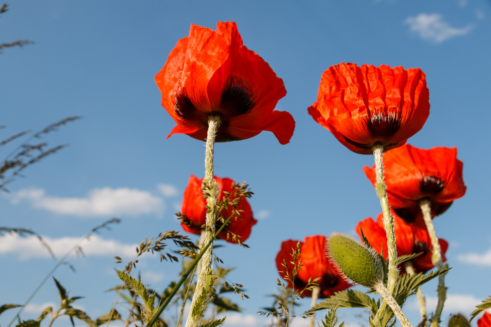 Roter Mohn