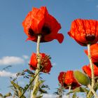 Roter Mohn