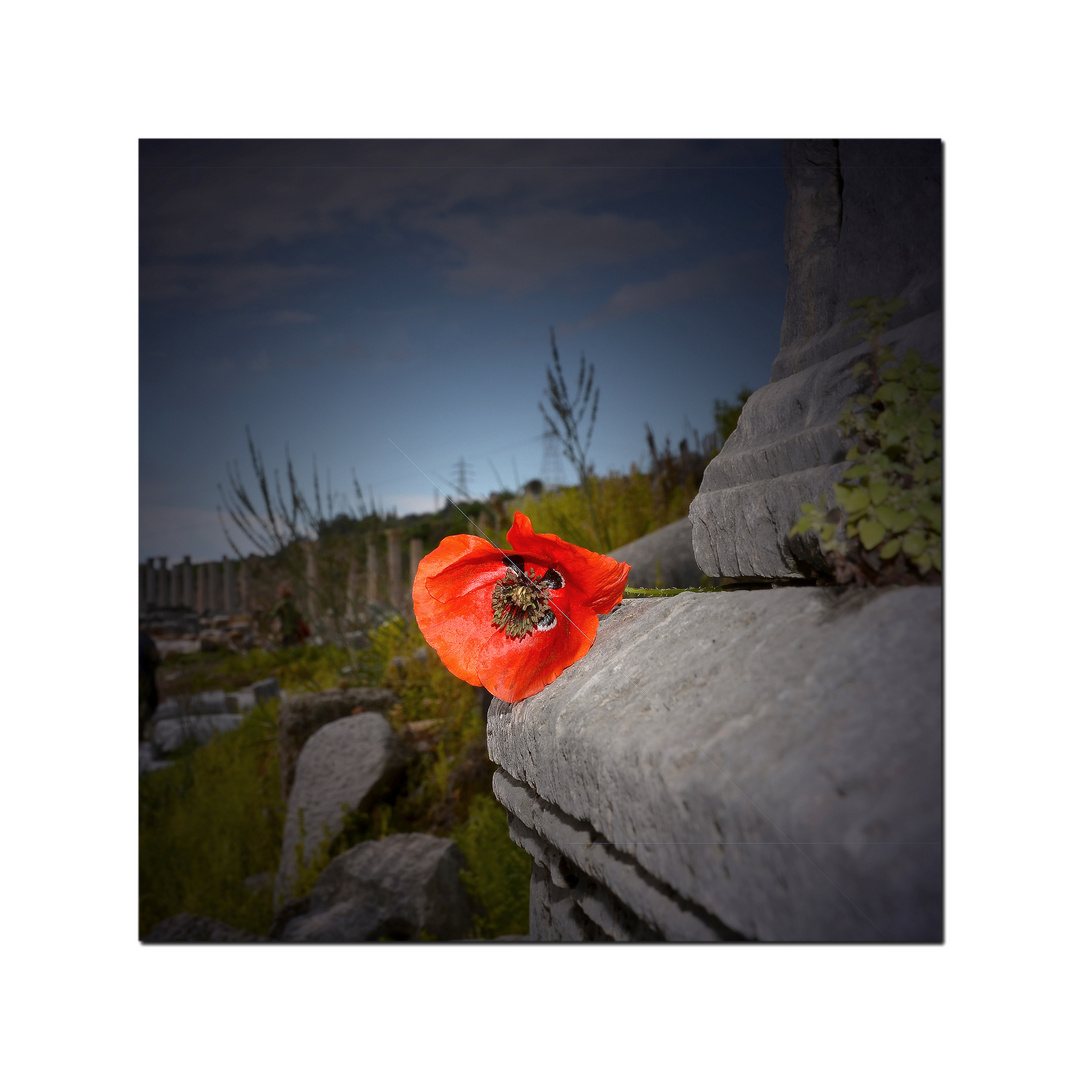 Roter Mohn