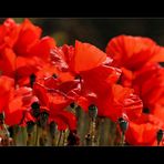 roter Mohn**