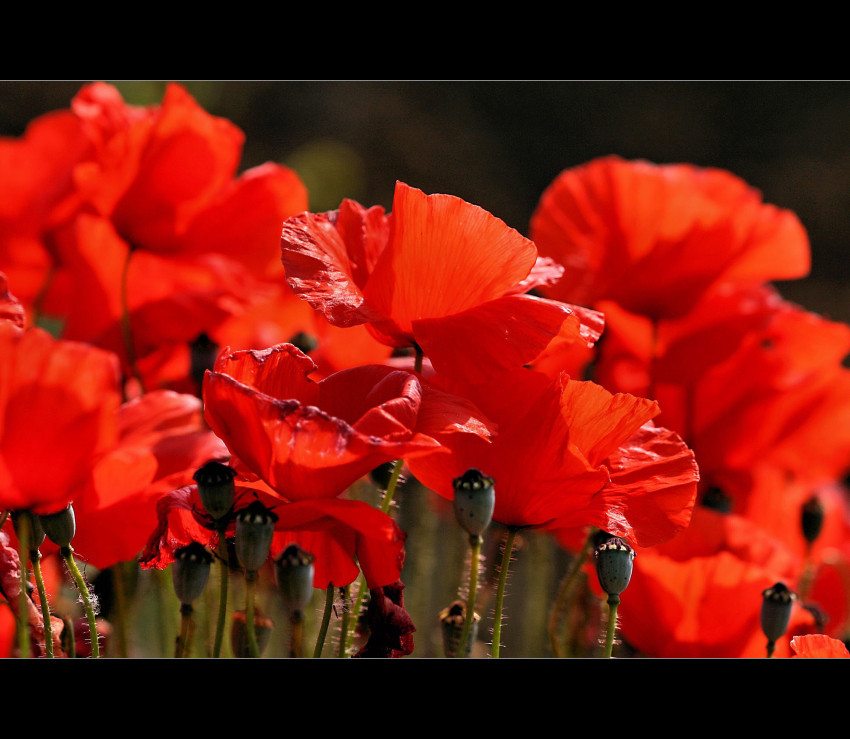 roter Mohn**