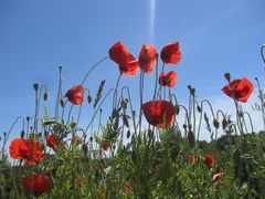 Roter Mohn