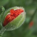 Roter Mohn...