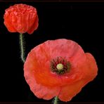 Roter Mohn