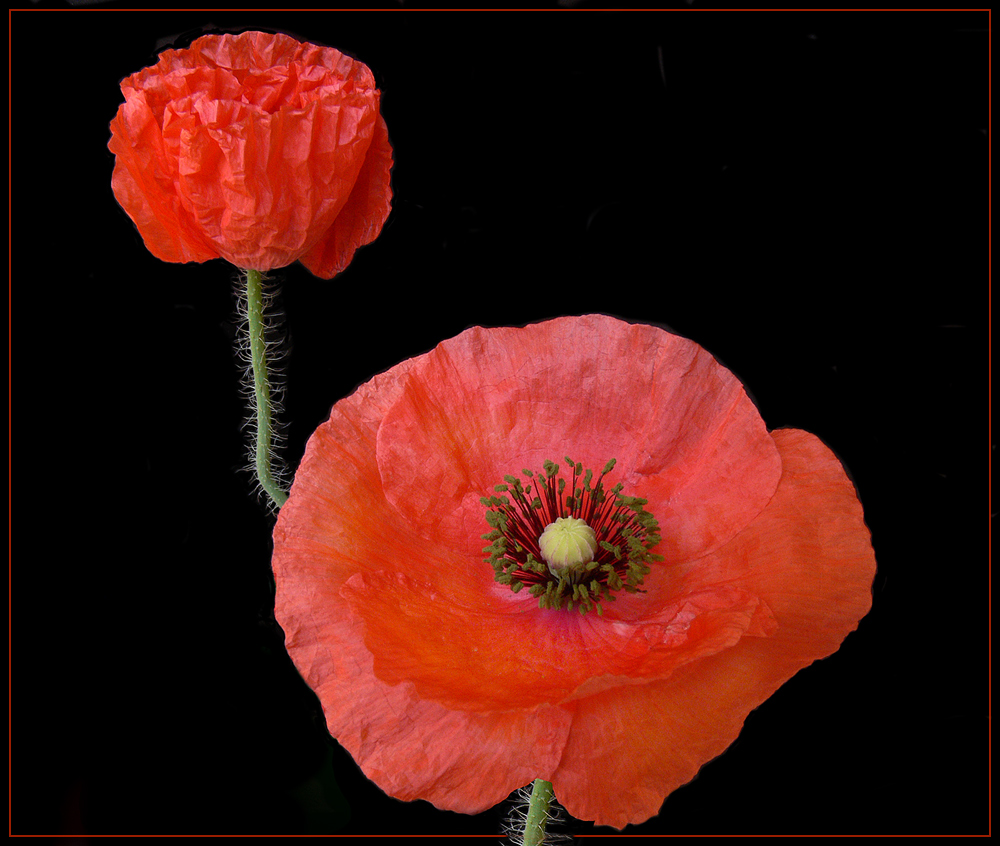 Roter Mohn