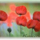 roter MOHN...