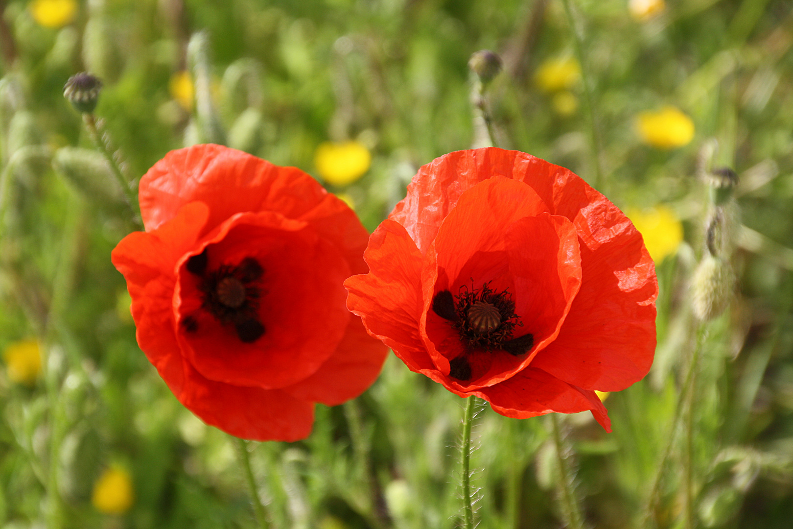 roter Mohn Foto &amp; Bild | mohnblumen flora blumen natur, natur Bilder ...