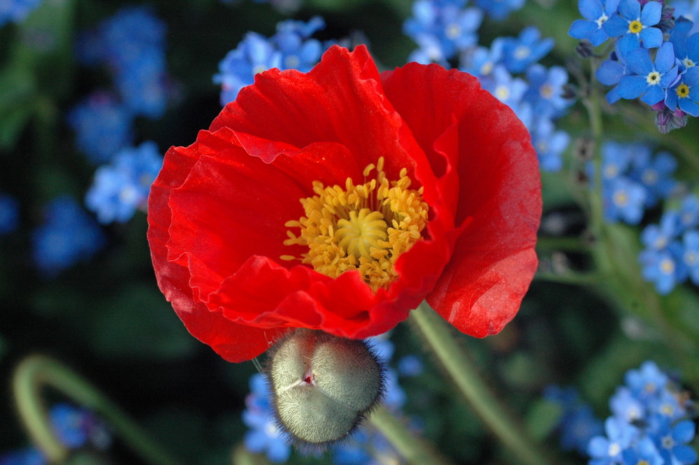 roter Mohn