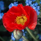 roter Mohn