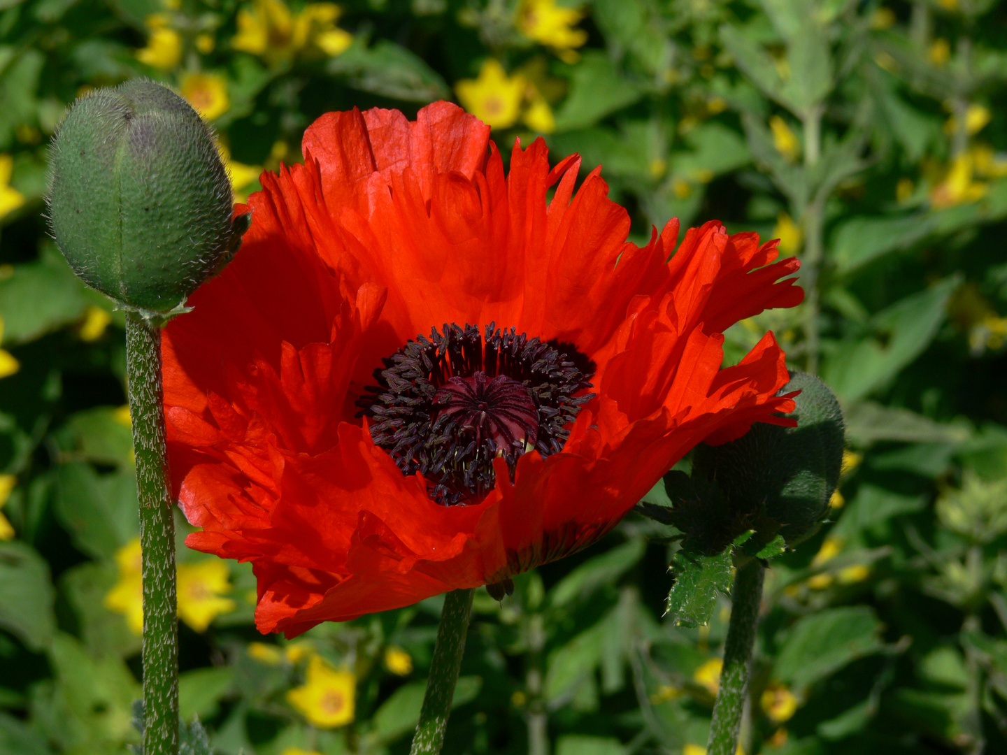 roter Mohn