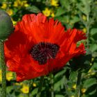 roter Mohn