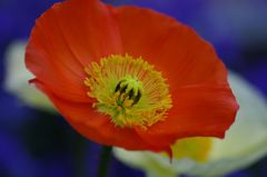 roter Mohn