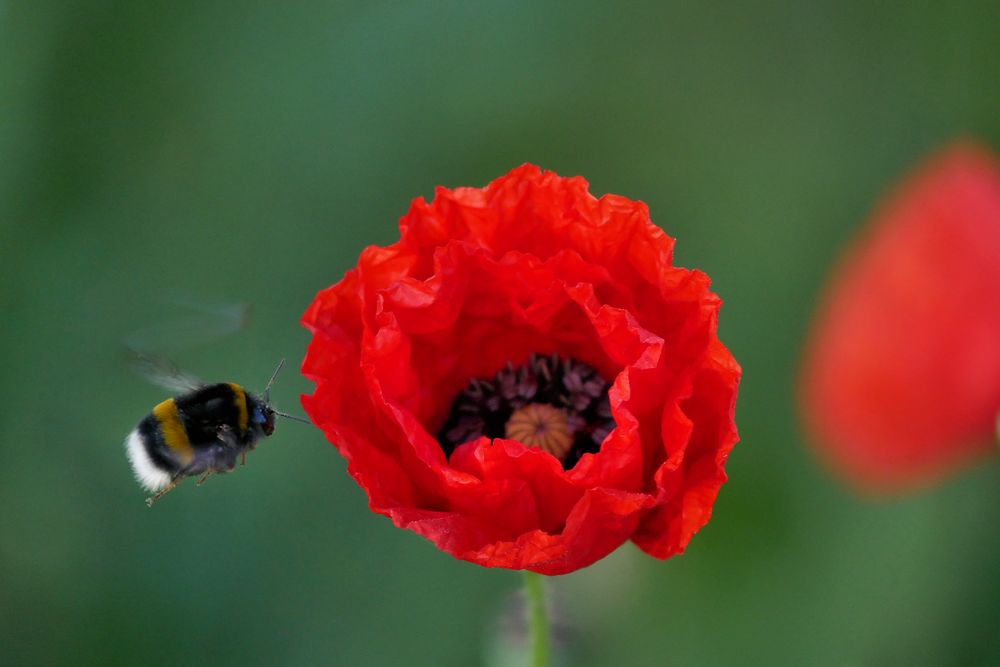 roter Mohn 